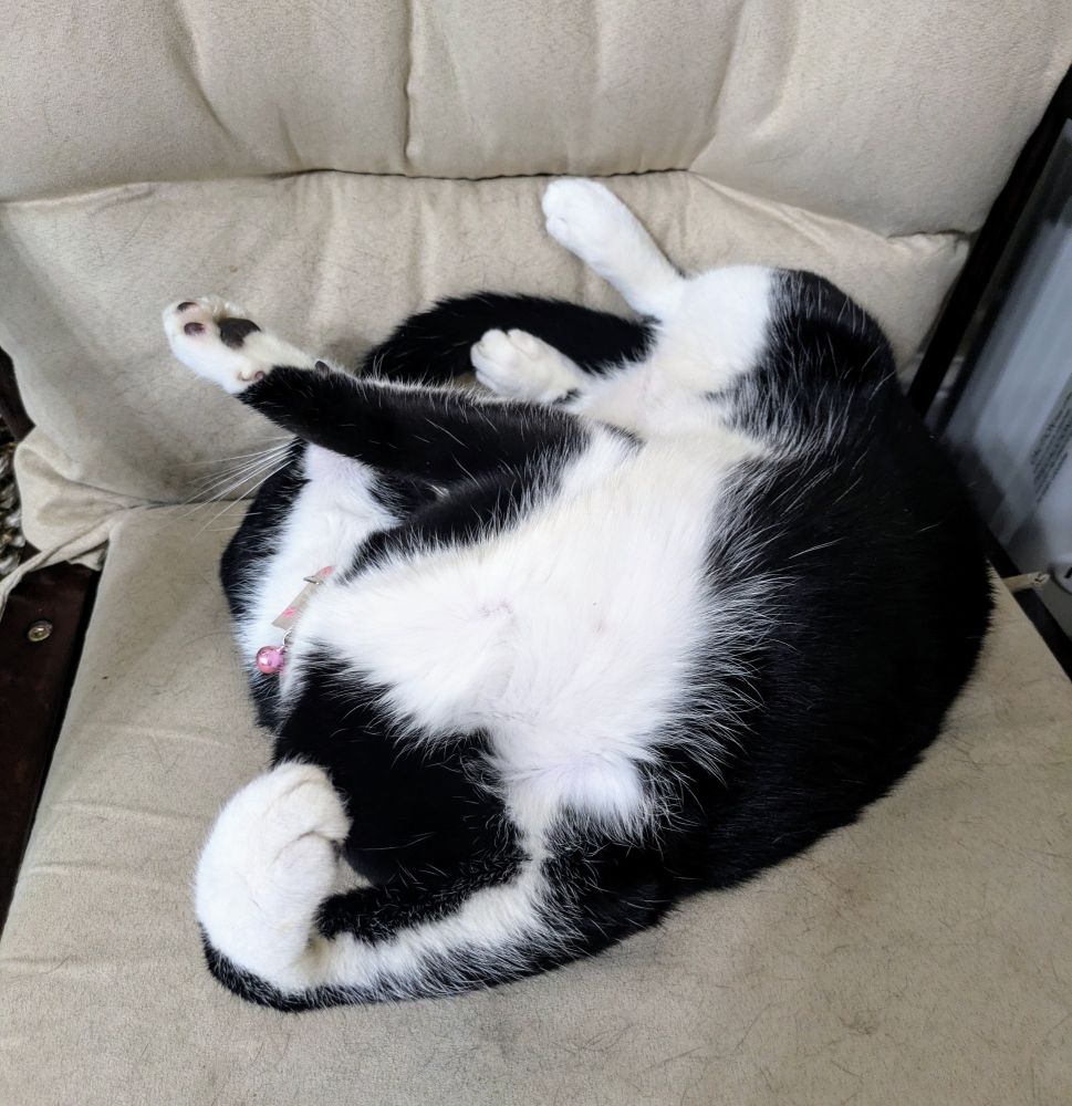 Skoosh the tuxedo cat asleep on his favorite rocking chair. yes, he really was sleeping like this!