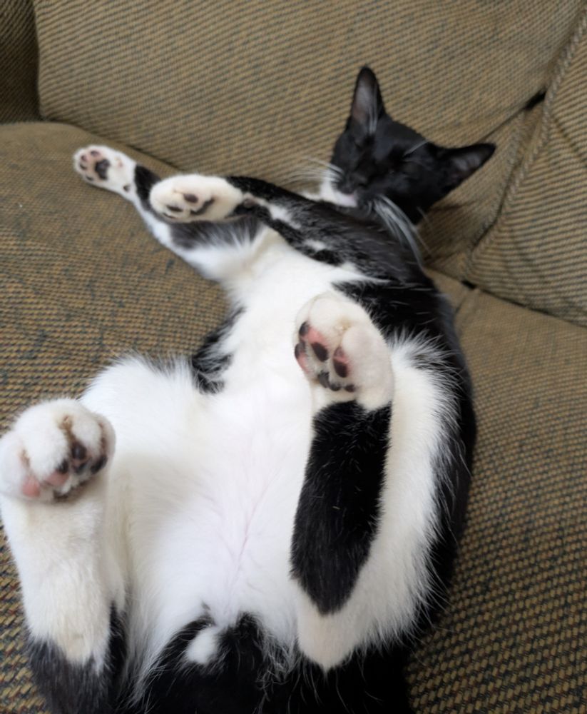 the same tux cat, now flopped on his back on the sofa