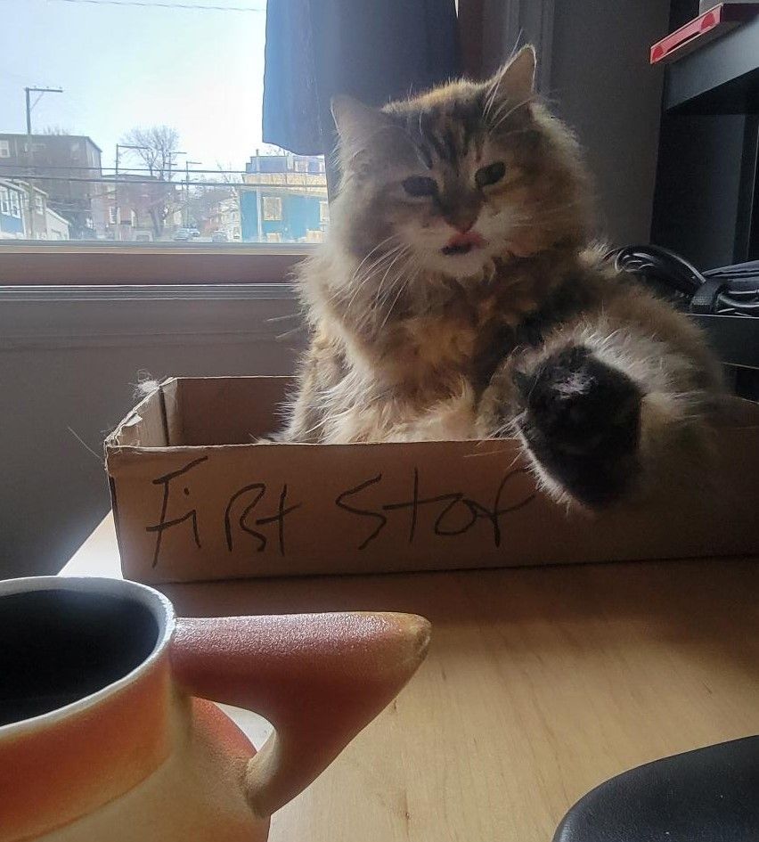 A very fuzzy torbie kitty is taking a bath in a box on a desk, her tongue stuck out and her very tufty toes pointed at the camera.