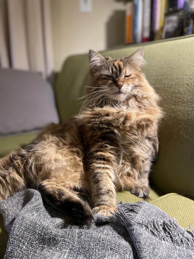 A very fuzzy torbie kitty preens with her eyes closed, leaning against the back of a vintage green couch.