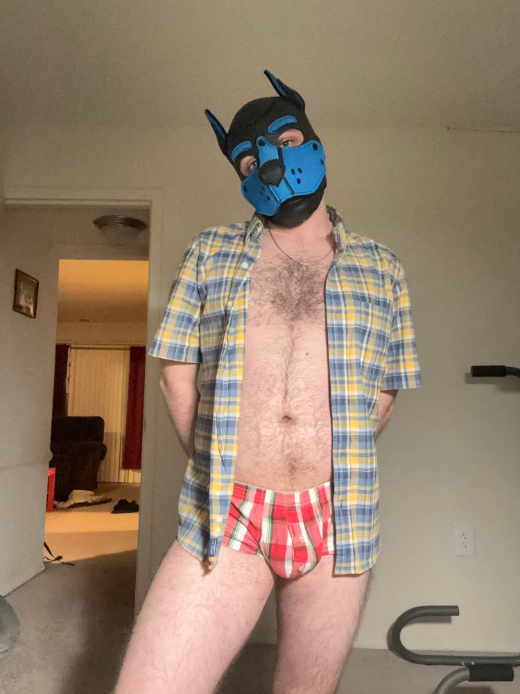 Pup poses in his boxers and a button-down