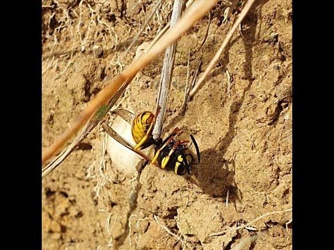 German wasp catches sweat bee
