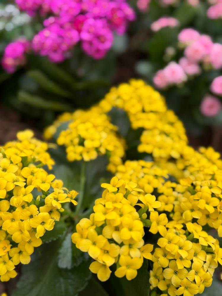 Some yellow flowers 