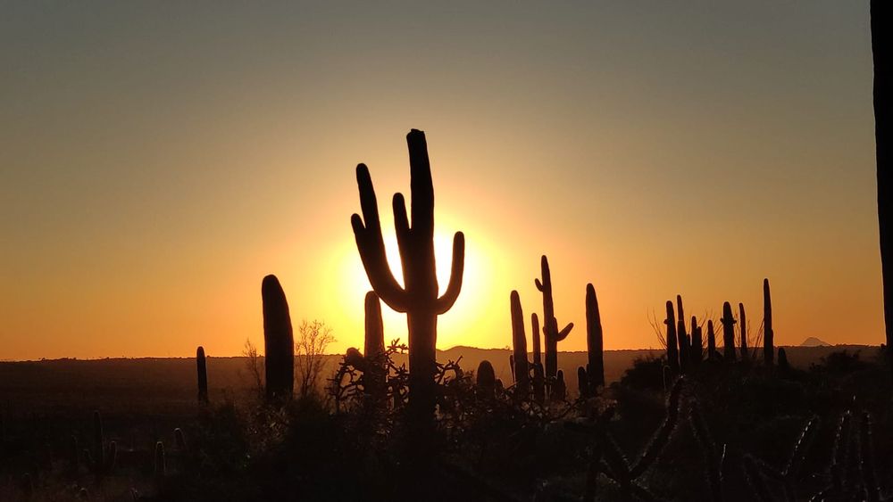 Shadowy silhouettes of several tall saguaro cacti, backlit by a beautiful Arizona sunset. The sky is painted with oranges and yellows, juxtaposed against the Sonoran desert flora. 