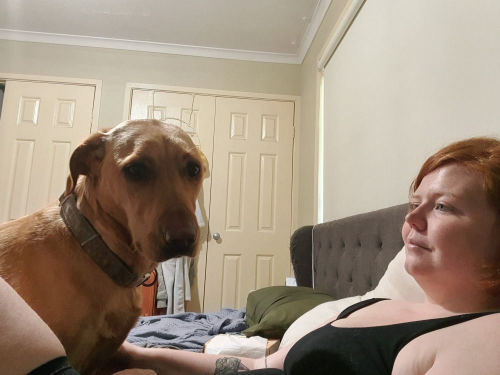 Tan dog looks at camera