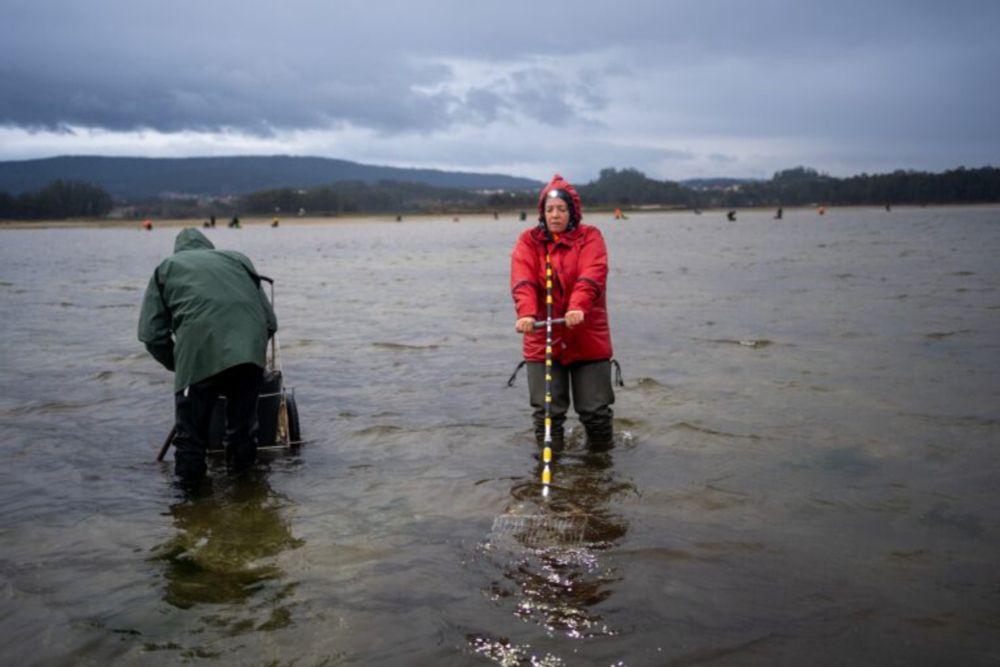 In northern Spain, climate change is killing shellfish — and women’s livelihoods