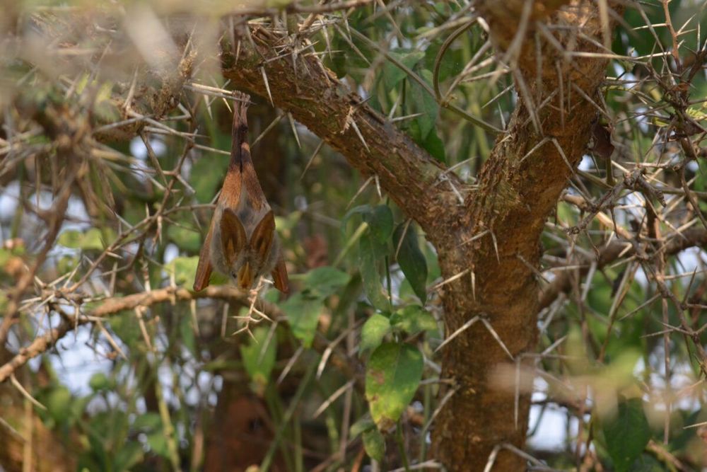 Bats play a vital role in African ecosystems, from pollination and seed dispersal to pest control, significantly contributing to local ecology and livelihoods. The conventional thinking has been that…