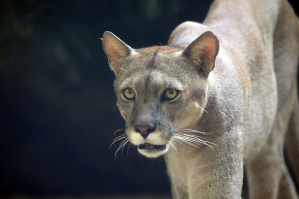 Highways prevent pumas from reclaiming their eastern U.S. range: Study