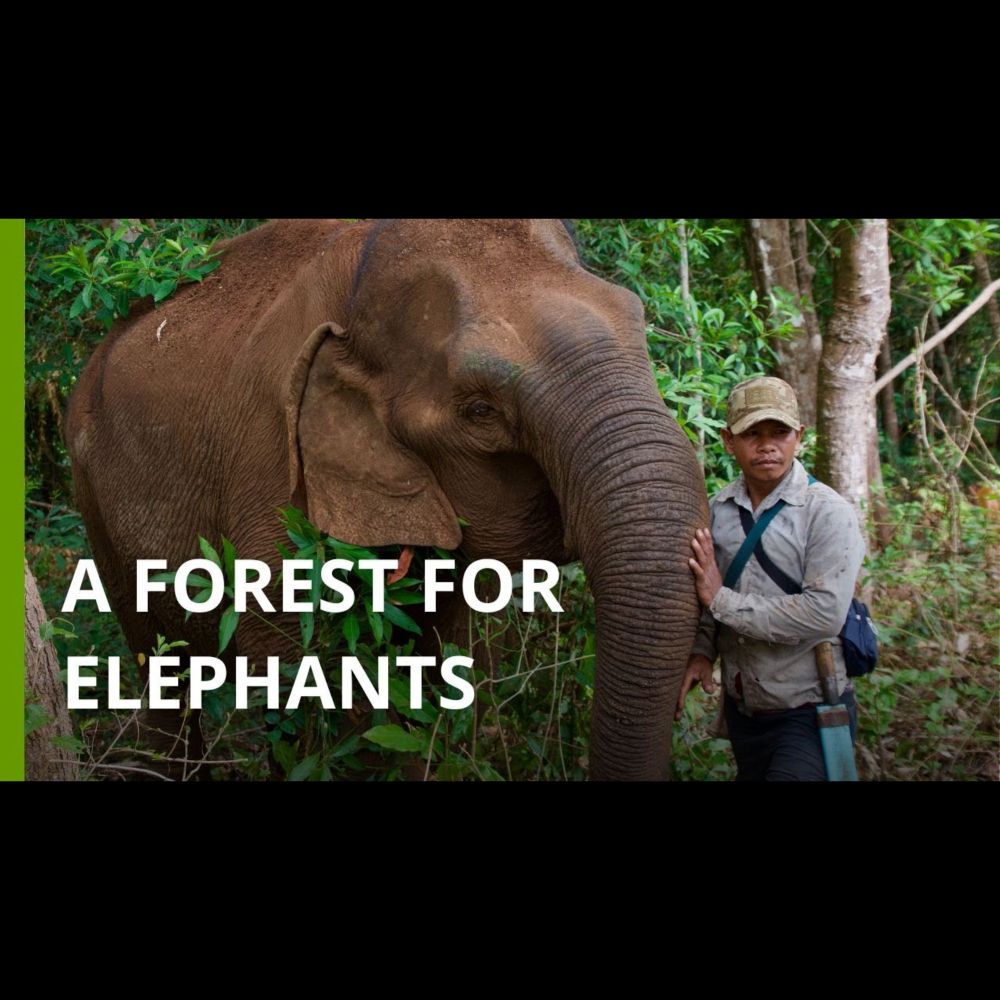 A sanctuary for elephants and forests in Cambodia