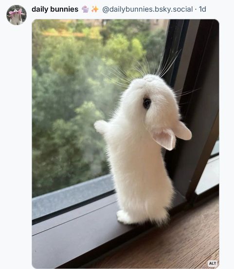 a cute white baby bunny pressing itself against a window