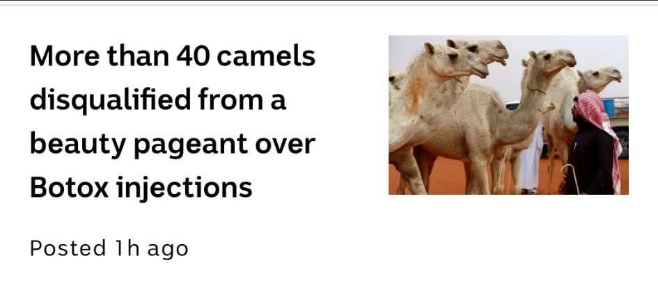 News article: "More than 40 camels disqualified from a beauty pageant over Botox injections"