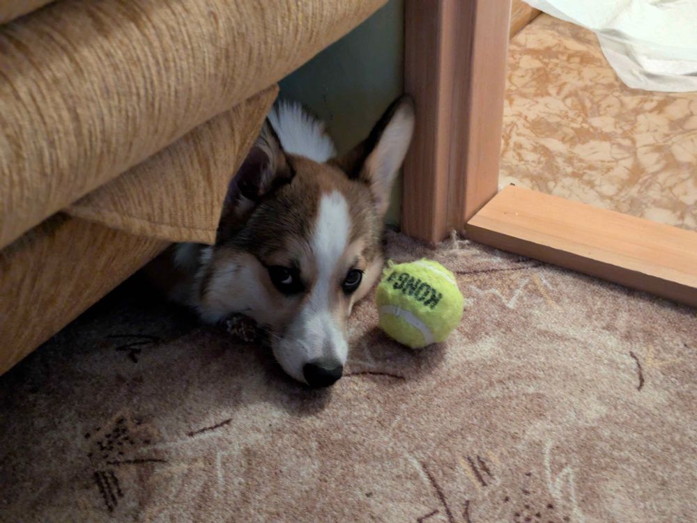 Cheddar being the goodest boy even while dining on out carpet and hiding under the couch.