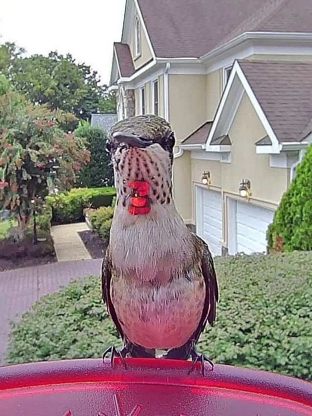 Hummingbird with a few red feathers on his throat, sitting on a feeder. 