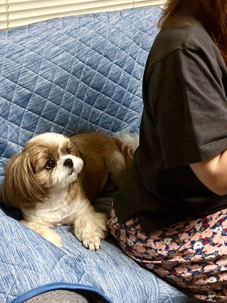 おやつが欲しくて飼い主の姉をガン見する犬