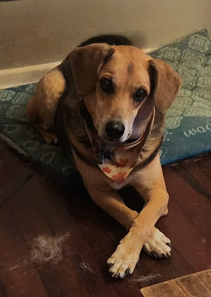 Caleb's dog Fletcher sits criss-cross applesauce like the good boy he is.