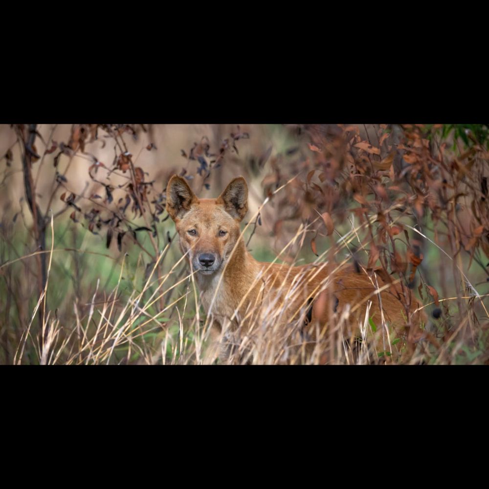 'The boss of Country', not wild dogs to kill: living with dingoes can unite communities