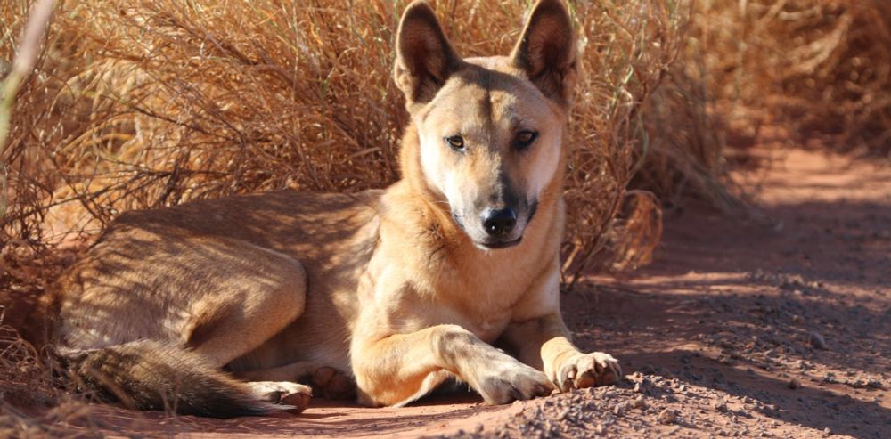 New research suggests dingoes are distinct enough to have their own scientific name. If this is accepted, it will have far-reaching consequences