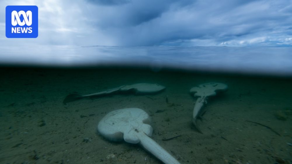 An Indigenous elder calls on the government to take more action on SA's toxic algal bloom as Environment Minister Murray Watt and Opposition Leader Sussan Ley both visit the state.