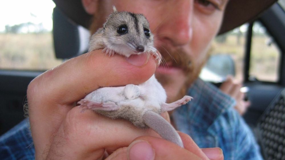 From the bear filled forests of Romania to flying foxes blanketing the Melbourne sky, Prof Ritchie share his love of nature. - ABC listen