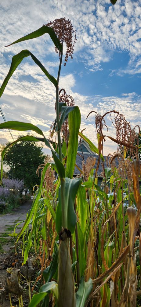 The Popcorn in late August not long before harvesting the ears.