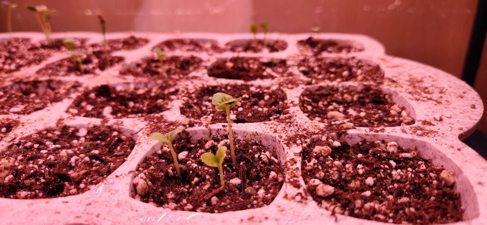 Very small seedlings sprouting from an array of pods