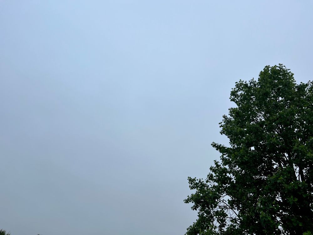 ￼Un tulipier de Virginie, sur un fond de ciel gris blanc, c’est le point météo de ce jeudi, 9h30, sur l’est vendéen.