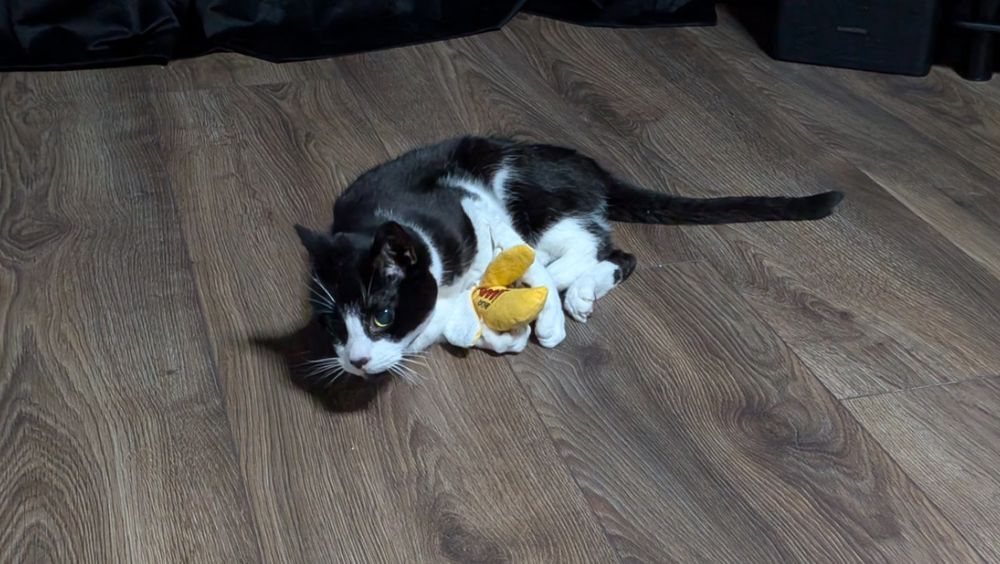 Black and white cat attacking toy banana.