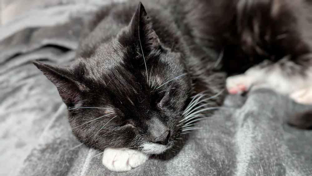 Black and white girl cat asleep on the sofa using her paw as a pillow.