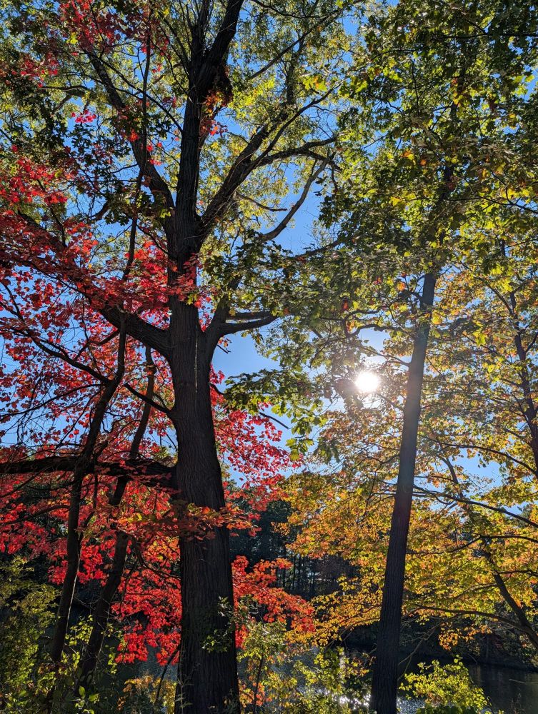 Image of fall trees turning colors orange, red, gold, and green. With the blue sky and sun peeking through the background.