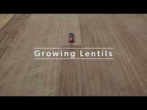 Growing Lentils