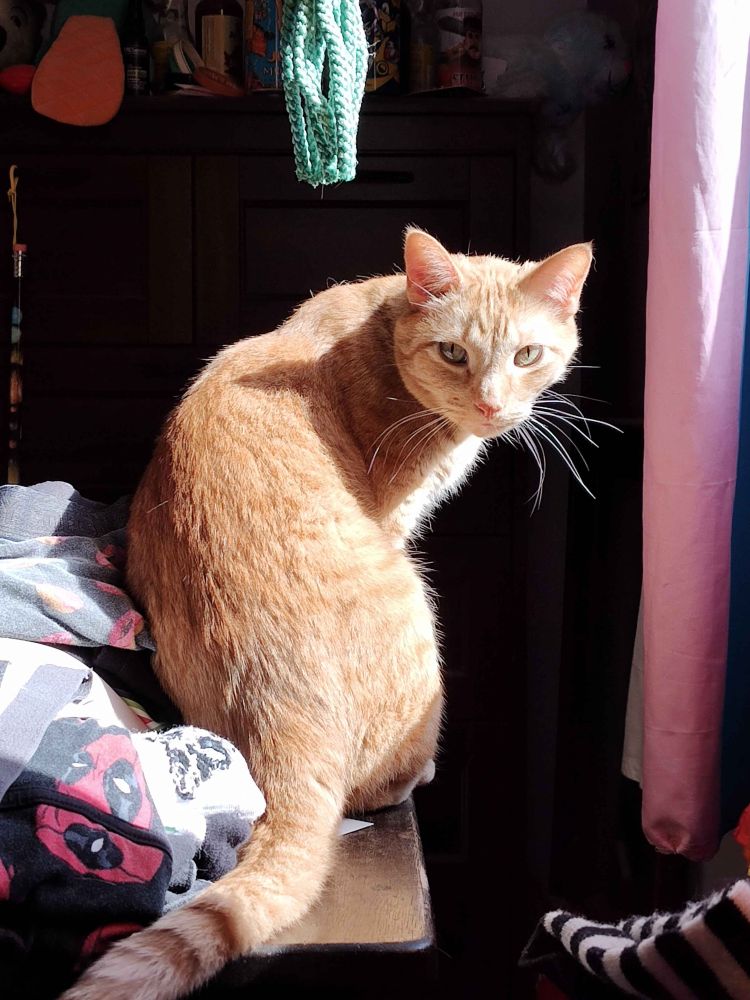 tails, an orange tabby cat, sitting down on a tray, looking back at the camera. he is, rather gracefully, illuminated by the sunlight. he usually isnt as photogenic and is very weird a lot of time. he is featured as the fourth and final cat of the lineup in the drawing at the start of the thread.