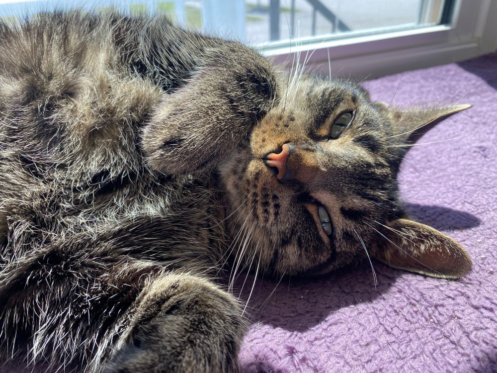 beautiful cat bathing in the sun sleepu and happy