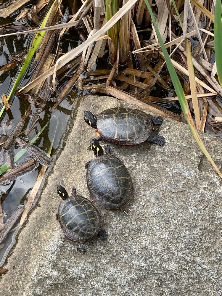 3 turts lined up on a rock 