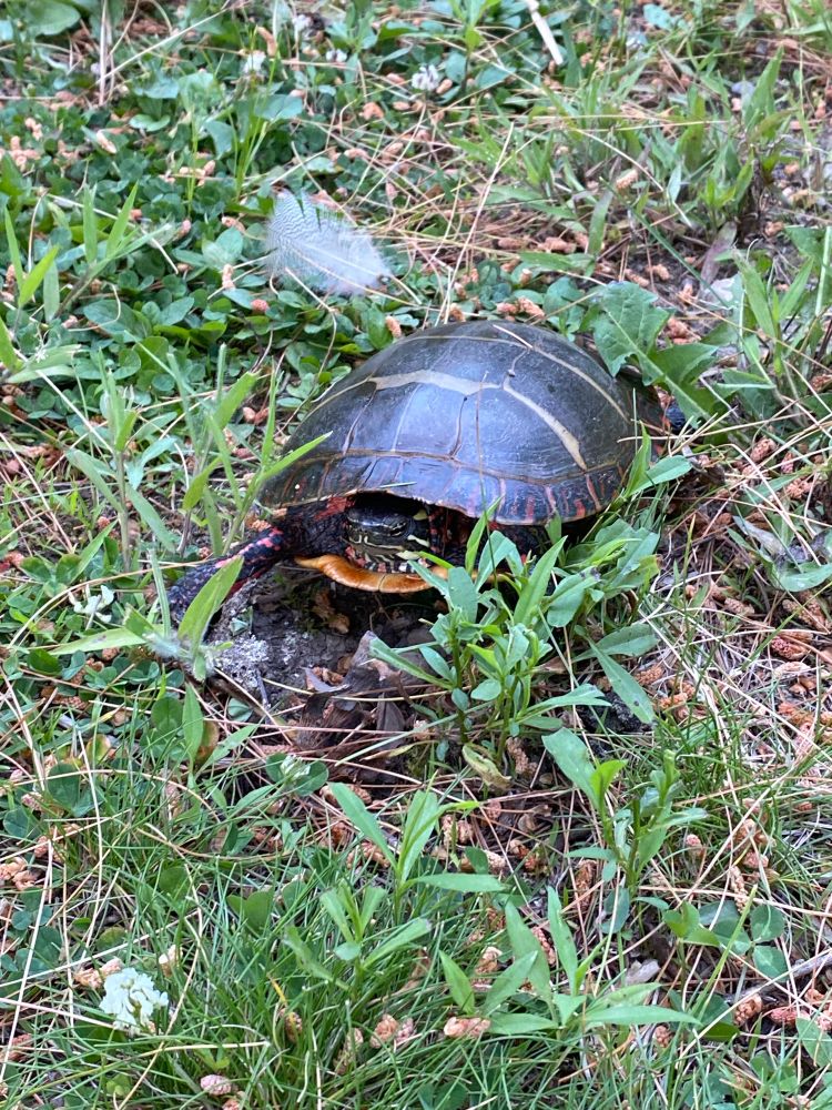 one turtle with its head in its shell sitting in the grass