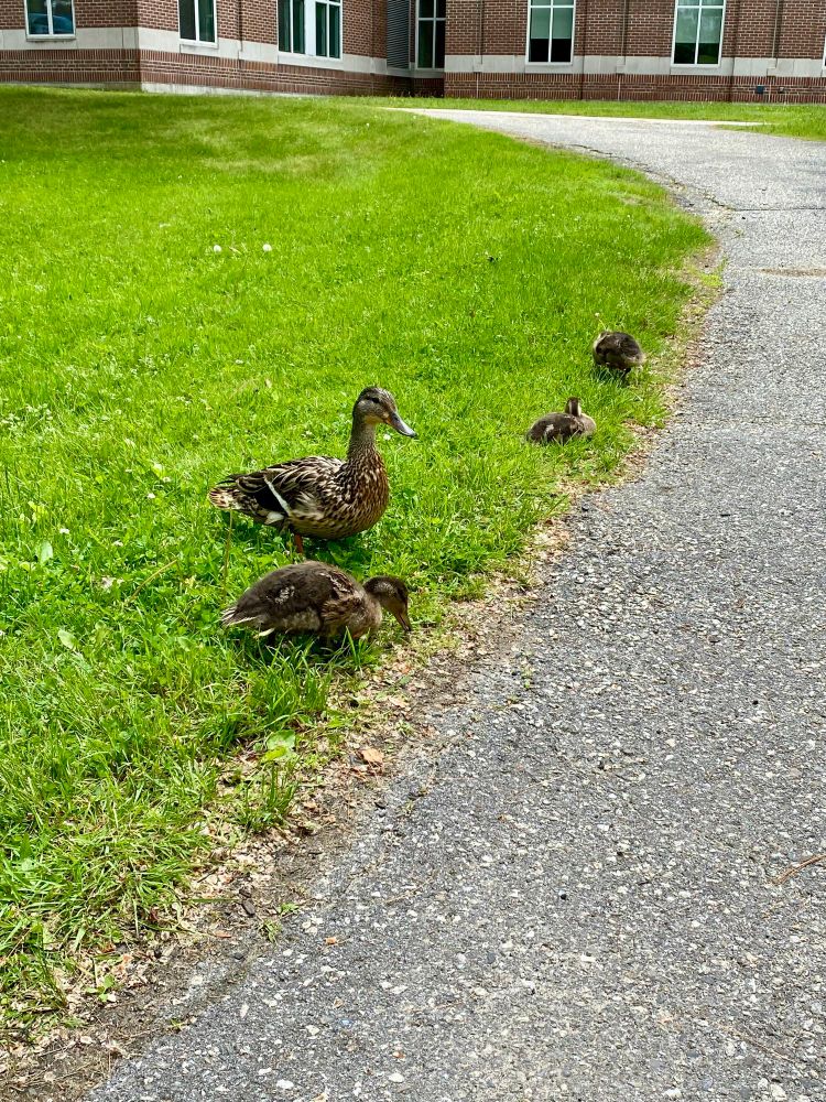 Mother mallard duck with 3 juveniles near a path 