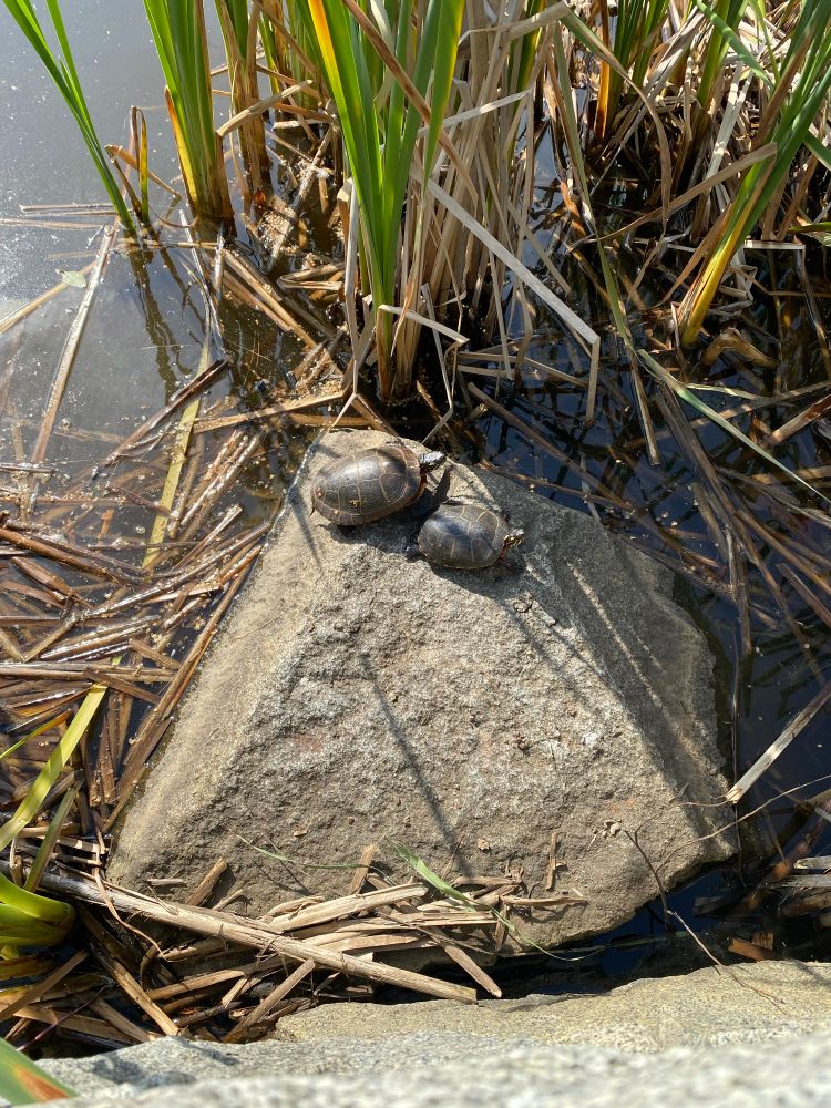 Two turtles on a rock in the sun