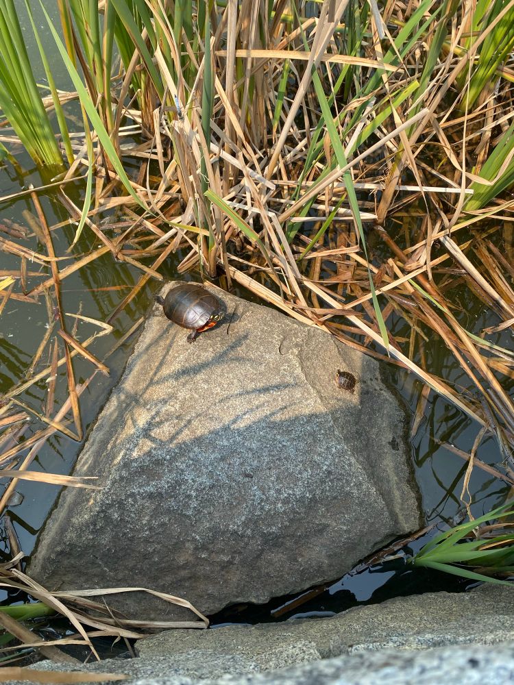 teeny tiny turtle with bigger turtle hanging out on rock in the sun 