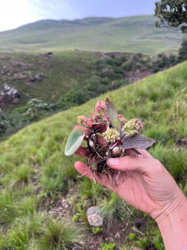A collection of Ledebouria mokobulanensis individuals found in the high elevation grasslands of South Africa. Photo by Cody Coyotee Howard
