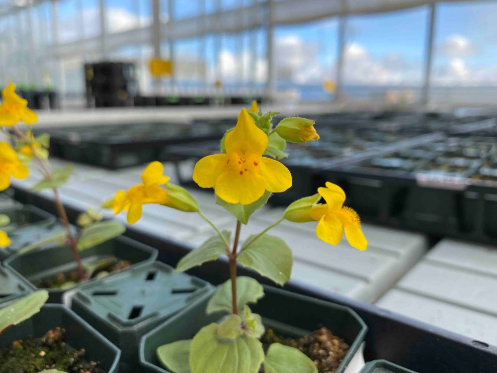 Flowering Mimulus guttatus plant in a greenhouse