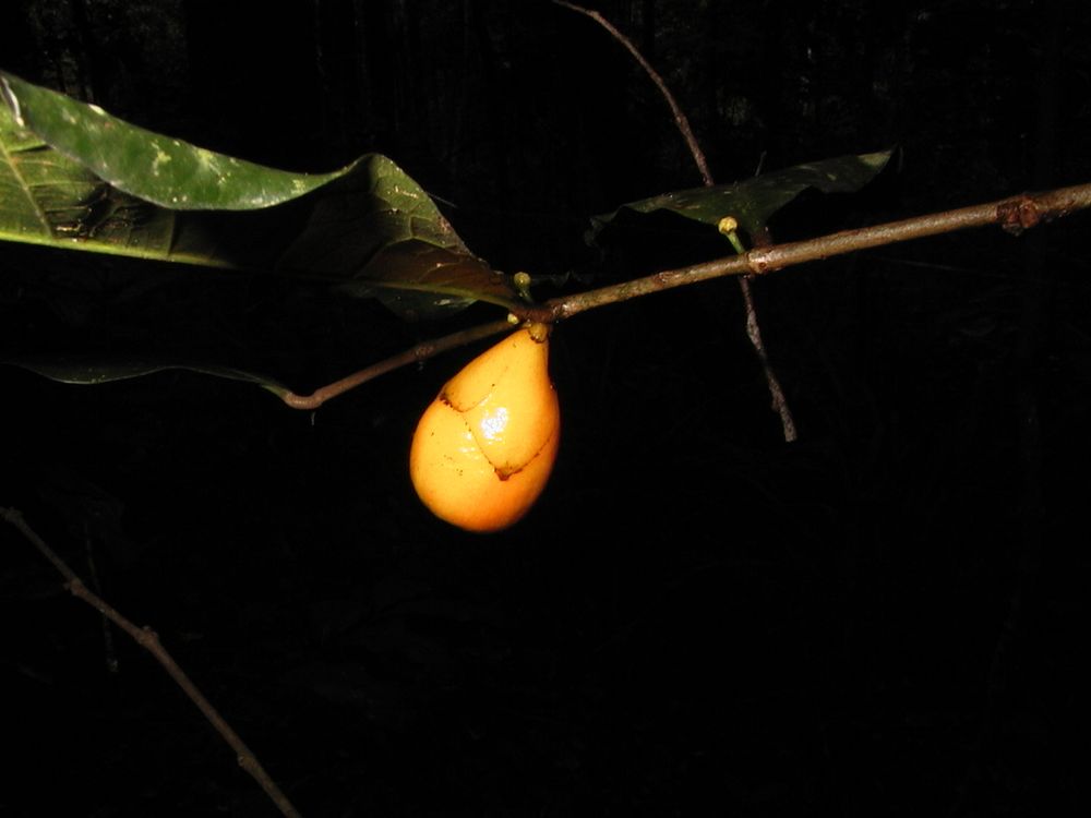 Mesogyne insignis fruit
