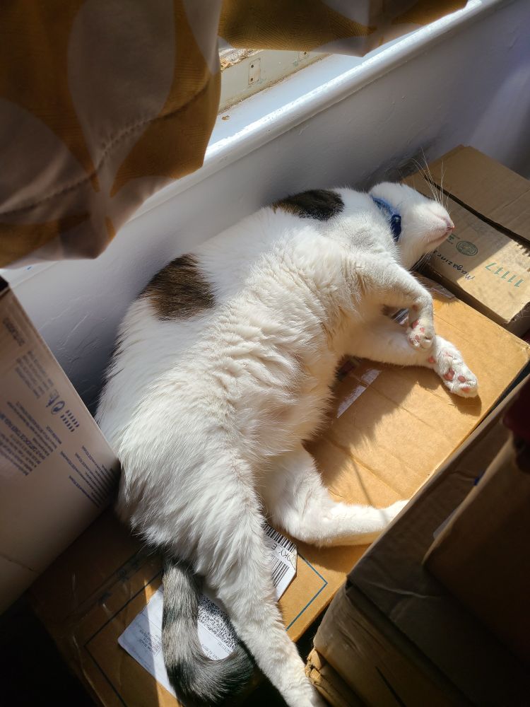 A chunky white cat with gray tabby spots sprawls on his back on top of a cardboard box in a sunbeam from my window, where the curtains are too short.