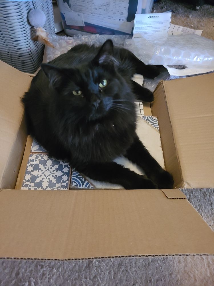 A large furry black cat with green eyes relaxes on top of several decorative patterned tile samples in a cardboard box.