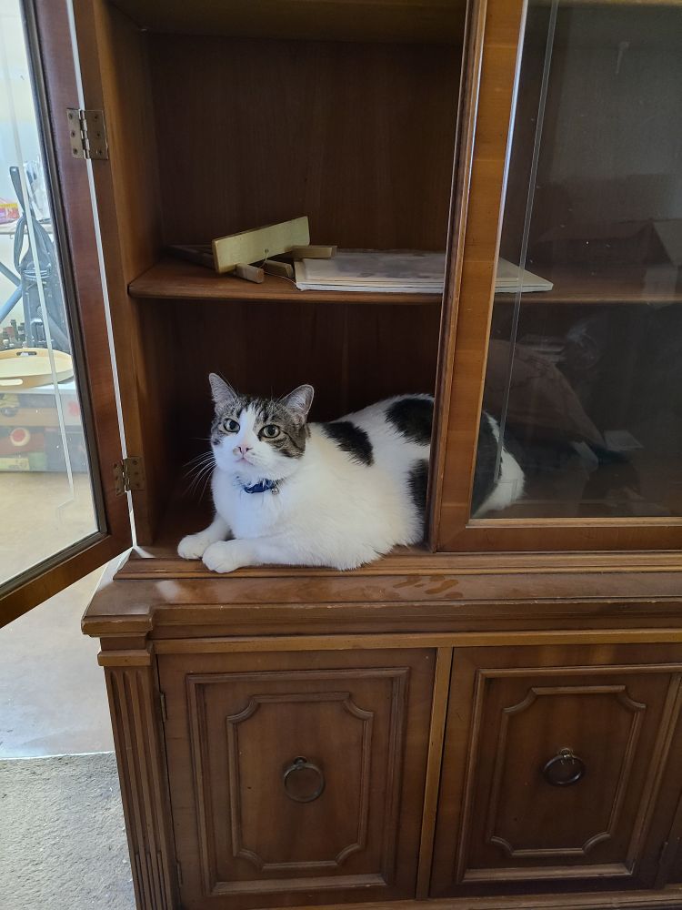 A large white cat with gray tabby spots looks very pleased with himself as he lies on a shelf inside the glass door of a wooden breakfront.