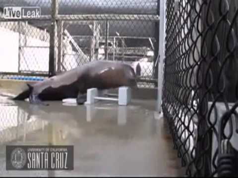 Ronan the Sea Lion Headbangs to Heavy Metal