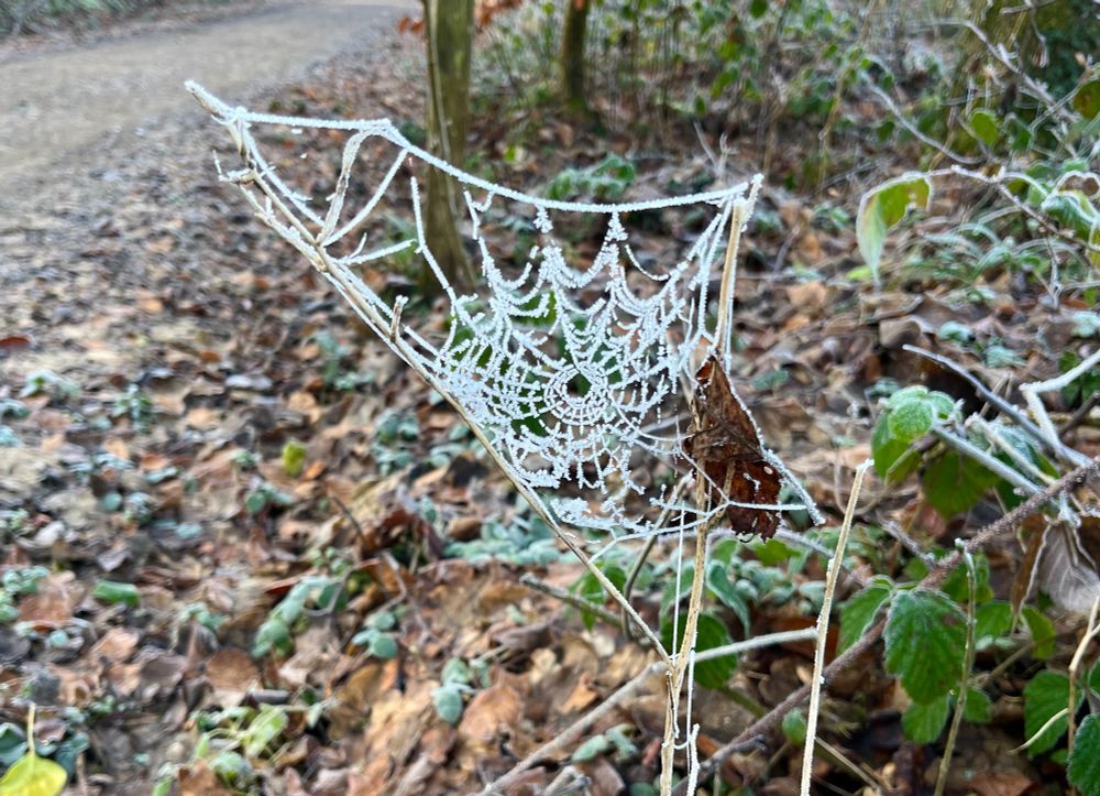 A spider web, frosted