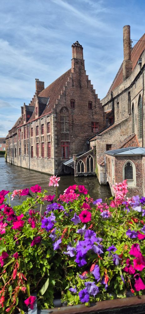 Picture of canal and brick built buildings in Bruges framed by pink and purple flowers