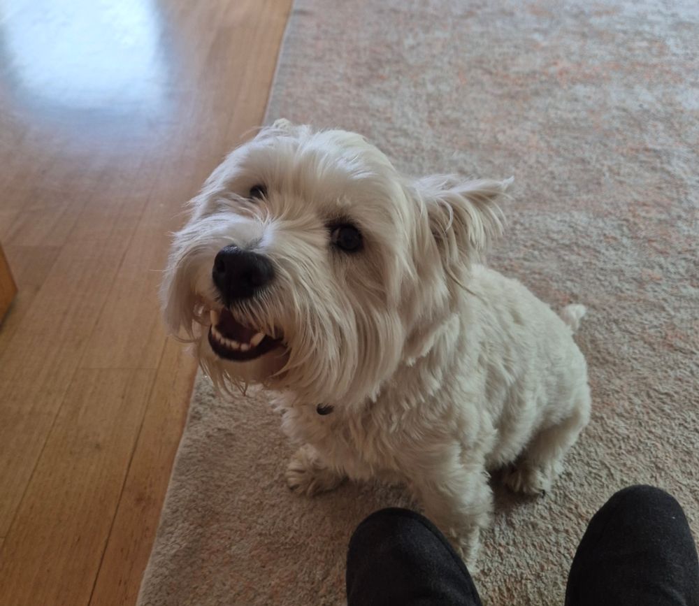Smiling Westie