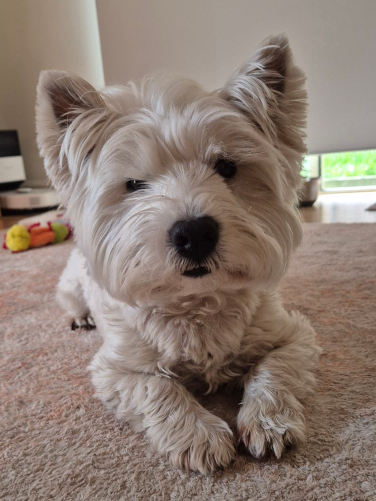 Westie, close-up.