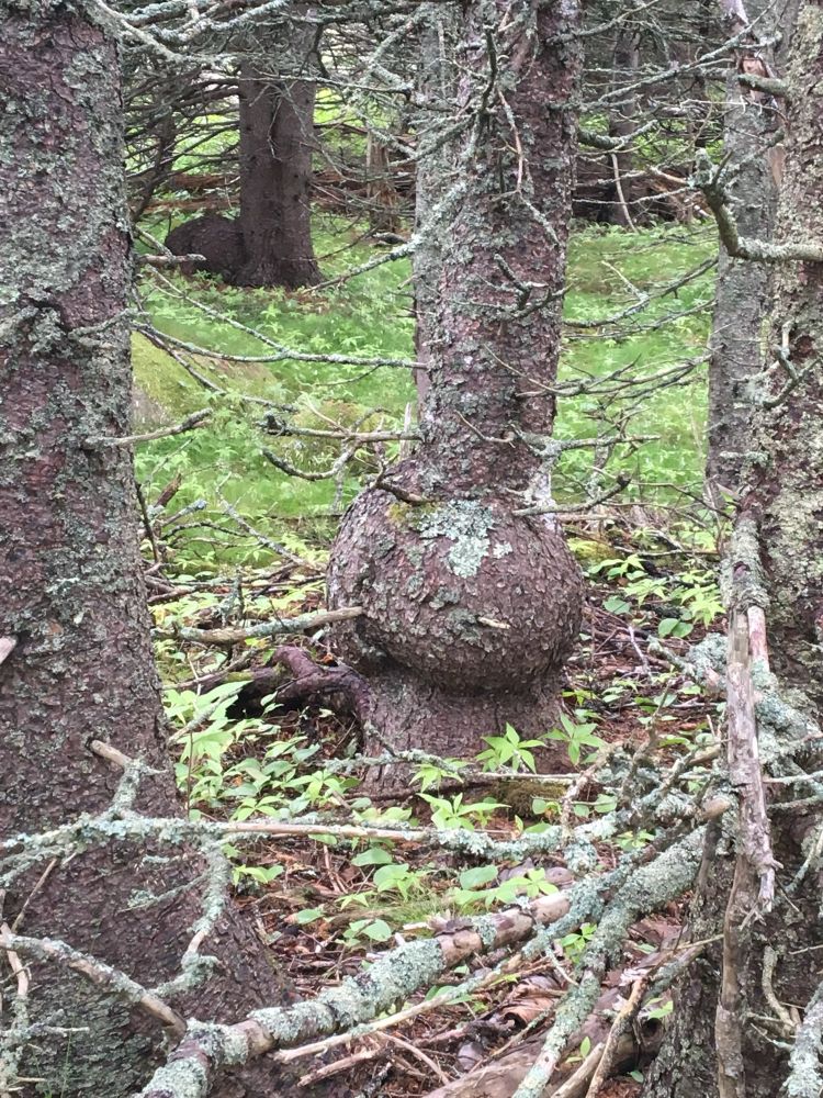 A pine tree trunk with a large bulbous growth near the bottom