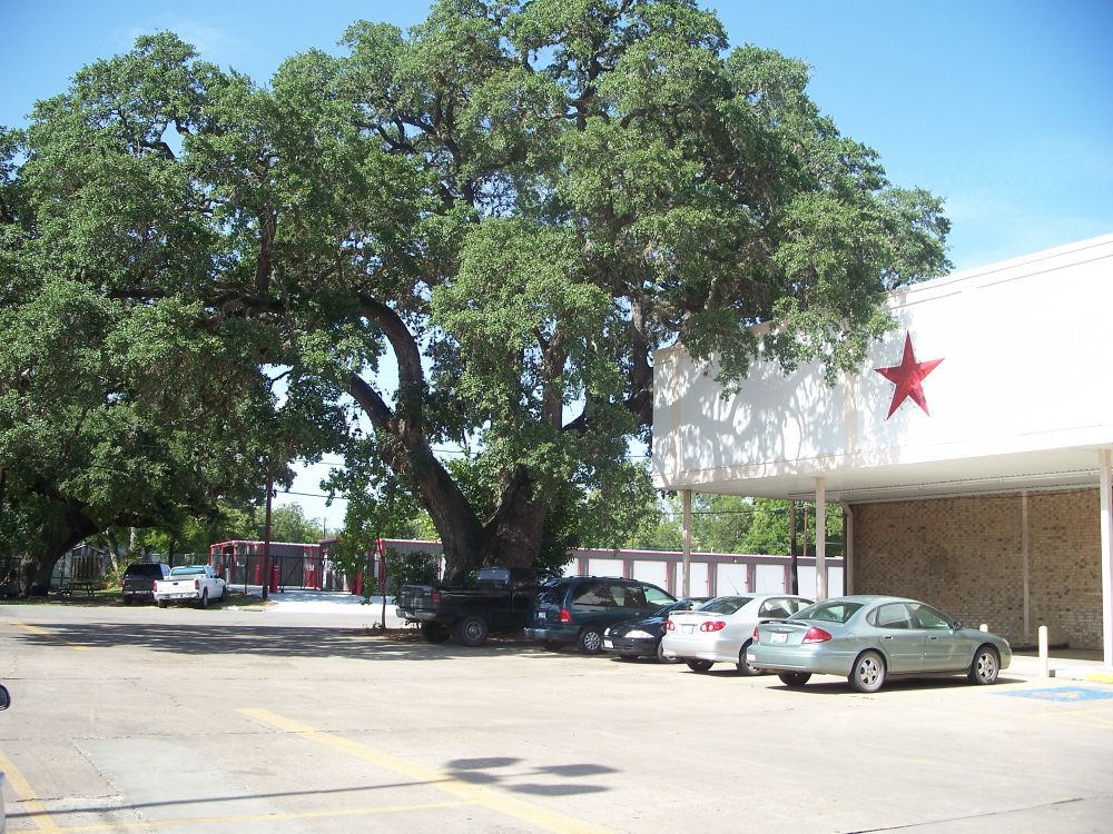 A large live oak tree next to a supermarket